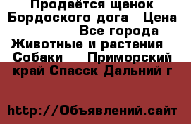 Продаётся щенок Бордоского дога › Цена ­ 37 000 - Все города Животные и растения » Собаки   . Приморский край,Спасск-Дальний г.